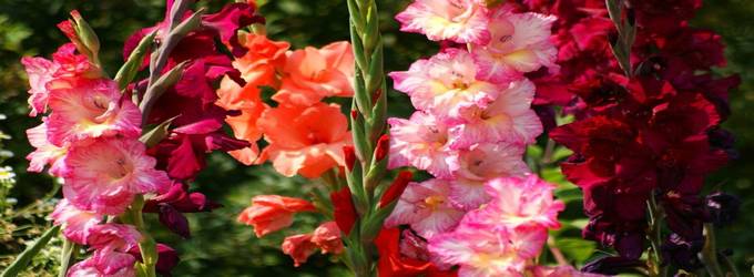 Gladiola / Gladiolus Cultivation In Gangdhari