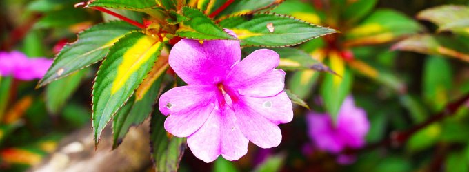 Flower Cultivation In Gangdhari