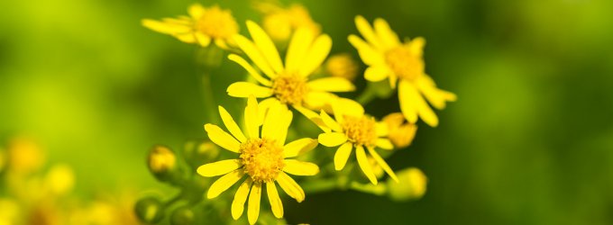 Flower Cultivation In Gangdhari